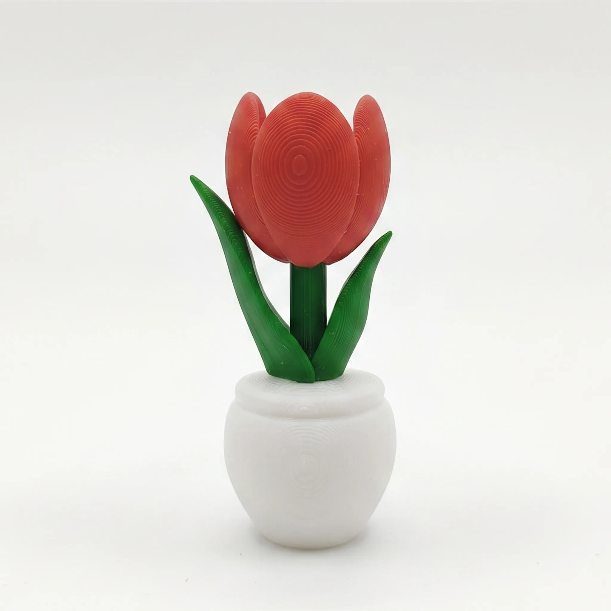 Tulipan para Pared