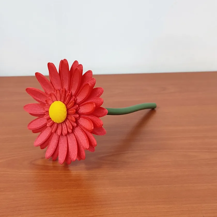 Herberas - 1 Flor (16 cm)